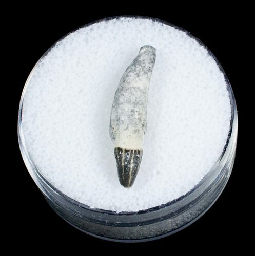 Fossil Porpoise Tooth - Lee Creek Mine #3716